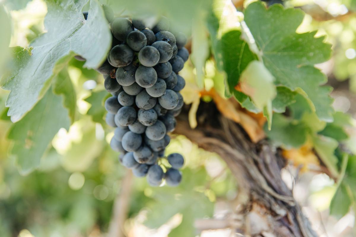 Armenian red wine grapes