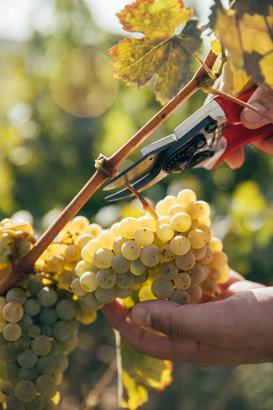 Armenian white wine grapes