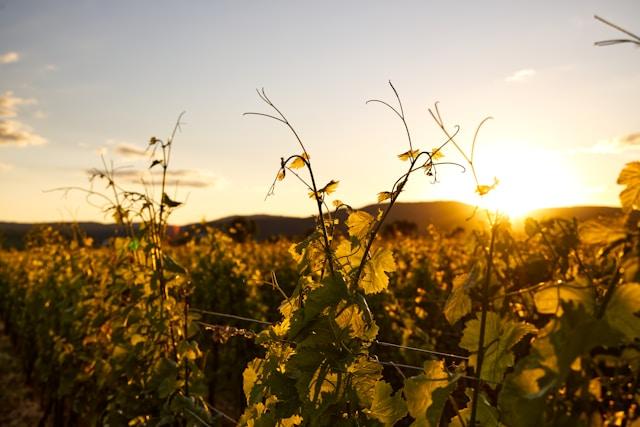 Armenian winery